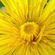 Beautiful yellow picturesque Blossoming flower