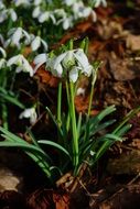 white spring flowers on dry foliage