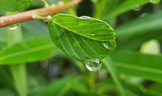 raindrops on a young tree branch