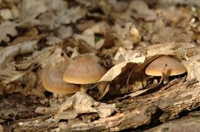 psathyrella spadiceo-grisea mushrooms