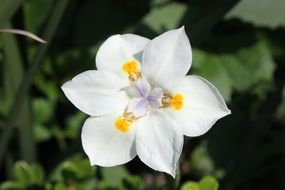 handsomer White yellow flower on a blurred background