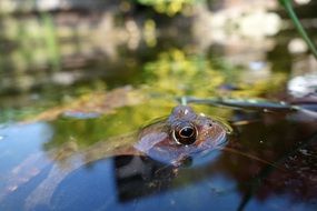 Close up photo of frog in a pond on a blurred background