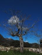 Photo of dead tree without leaves