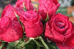 bouquet of red roses in water drops