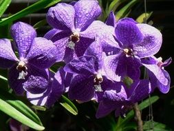 Orchids Violet