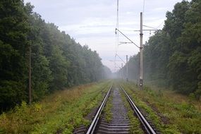 railway tracks along the green forest