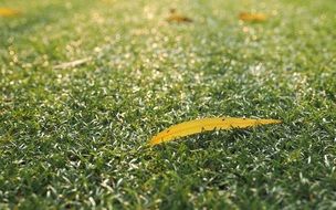 yellow leaf on green Lawn