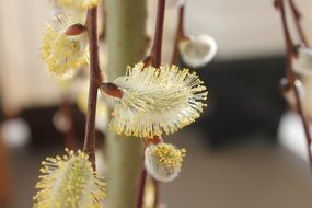 spring bloom of pussy-willow