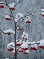 closeup photo of rowan tree with berries in snow