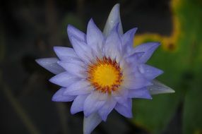 Picture of the purple Flower in nature