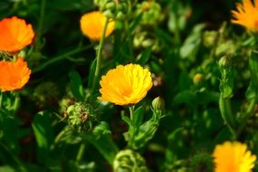 Yellow and orange flowers in spring