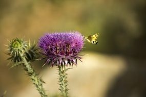 yellow butterfly collects nectar on a purple thistle