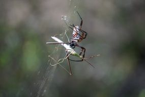 macro photo of golden orb weaver spider caught a mantis