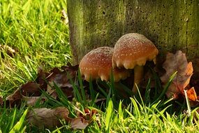 brown Mushrooms near tree closeup
