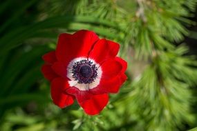 Red Anemone in summer