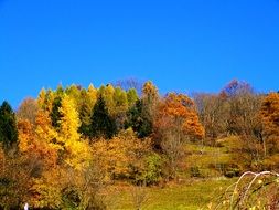 autumn forest on a hillside against a blue sky