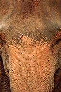 elephant on sri lanka close-up