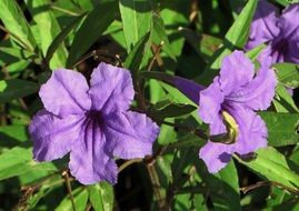 beauty purple petunia flowers in the garden