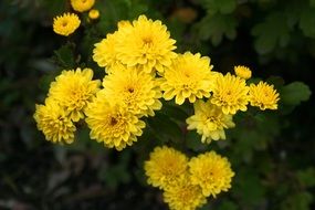 small yellow chrysanthemums close-up