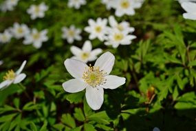 anemones, lot of White flowers