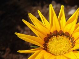 yellow flower with pointed petals