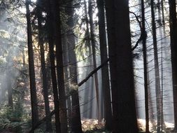 picturesque Forest Fog