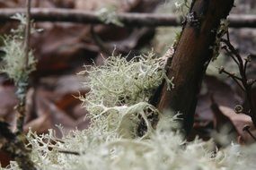 Fungus Lichen Moss