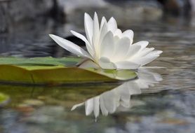 white water lily is mirrored in water