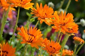 orange daisies in the garden