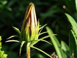 spring bud in spring
