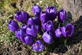 bunch of blue crocuses on soil, top view
