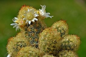 cactus with small white flowers