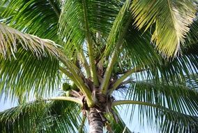 palm tree with green coconuts