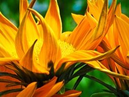 yellow ice plant