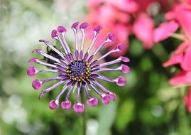 macro photo of Beautiful osteospermum flowers blossom