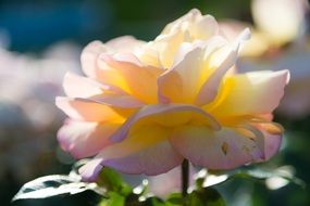 white-yellow rose in the garden