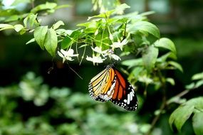 butterfly on a green plant with white flowers