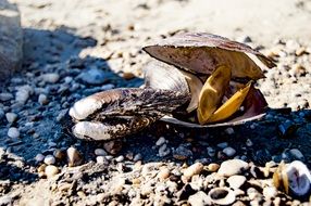 Shells Summer Coast