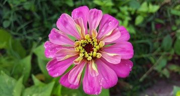 pink zinnia grows in the garden