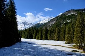 Green Forest mountain Snowy Landscape