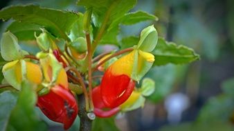 Impatiens Congolensis blossoms