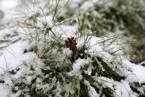 Pine Solgaji in the snow close-up