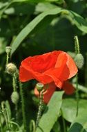 red poppy with buds in the sunlight