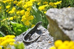 lizard reptile on Stone