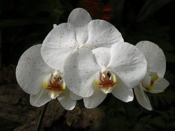 white orchids in a vase