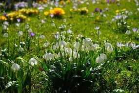 green sunny meadow with spring flowers