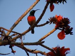 Hummingbird sits on blooming Tree