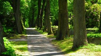Beautiful path in the green and yellow Park through the oaks