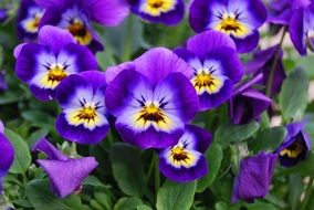 bright purple pansies close-up
