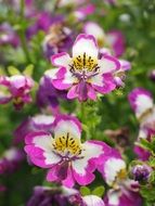 pink white butterfly flower